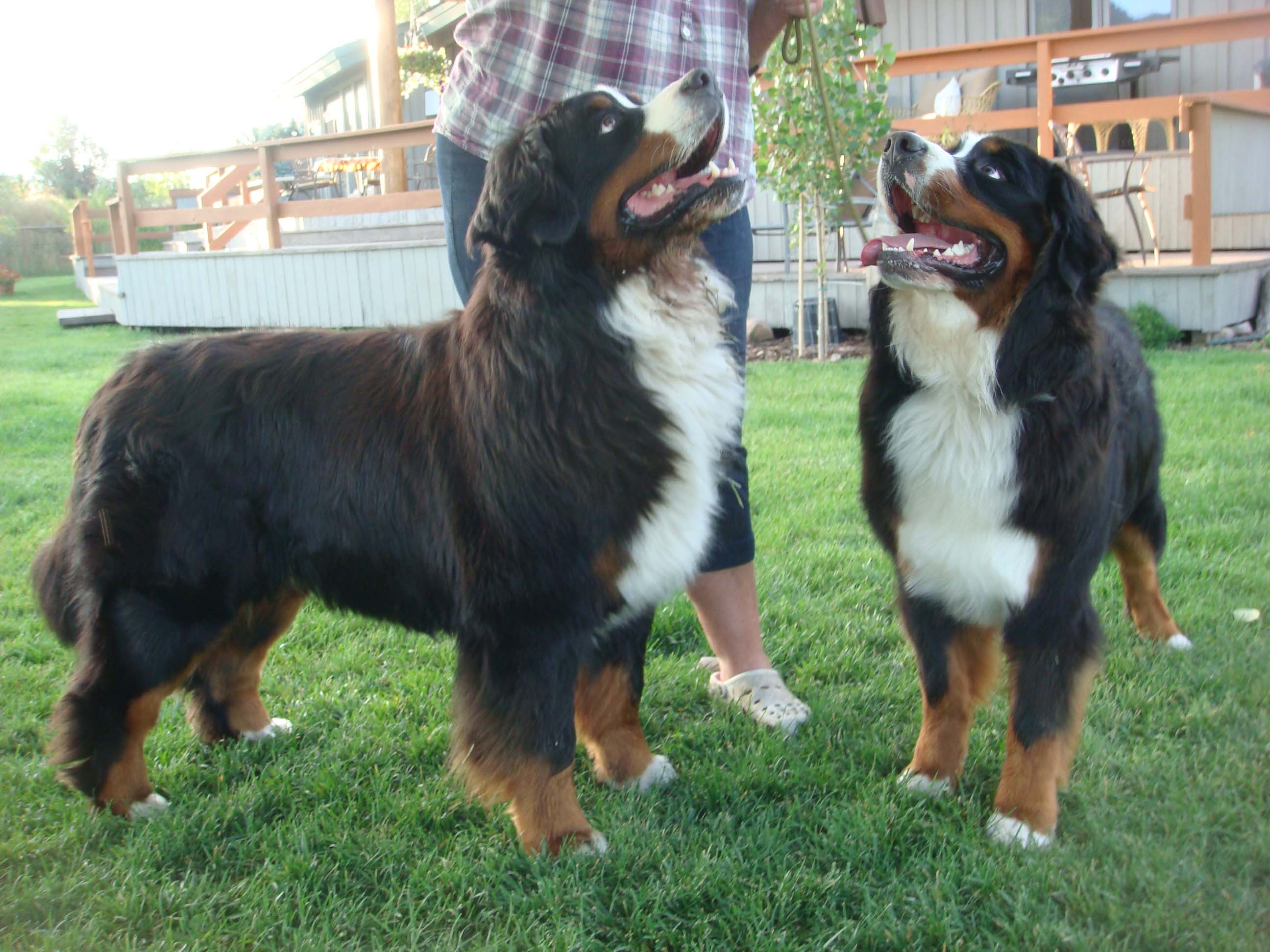bernese rocky mountains