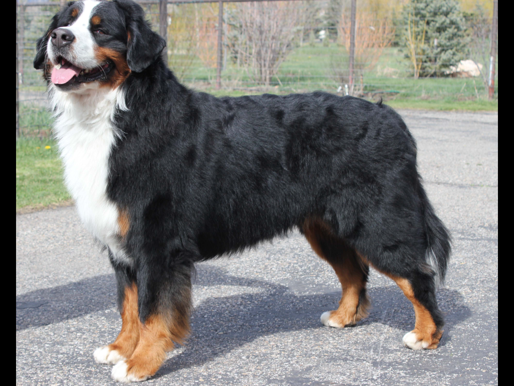 harley bernese