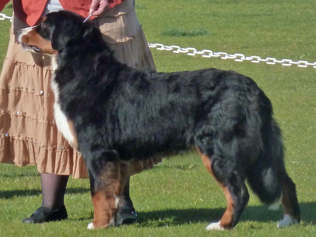 Bernese Utah