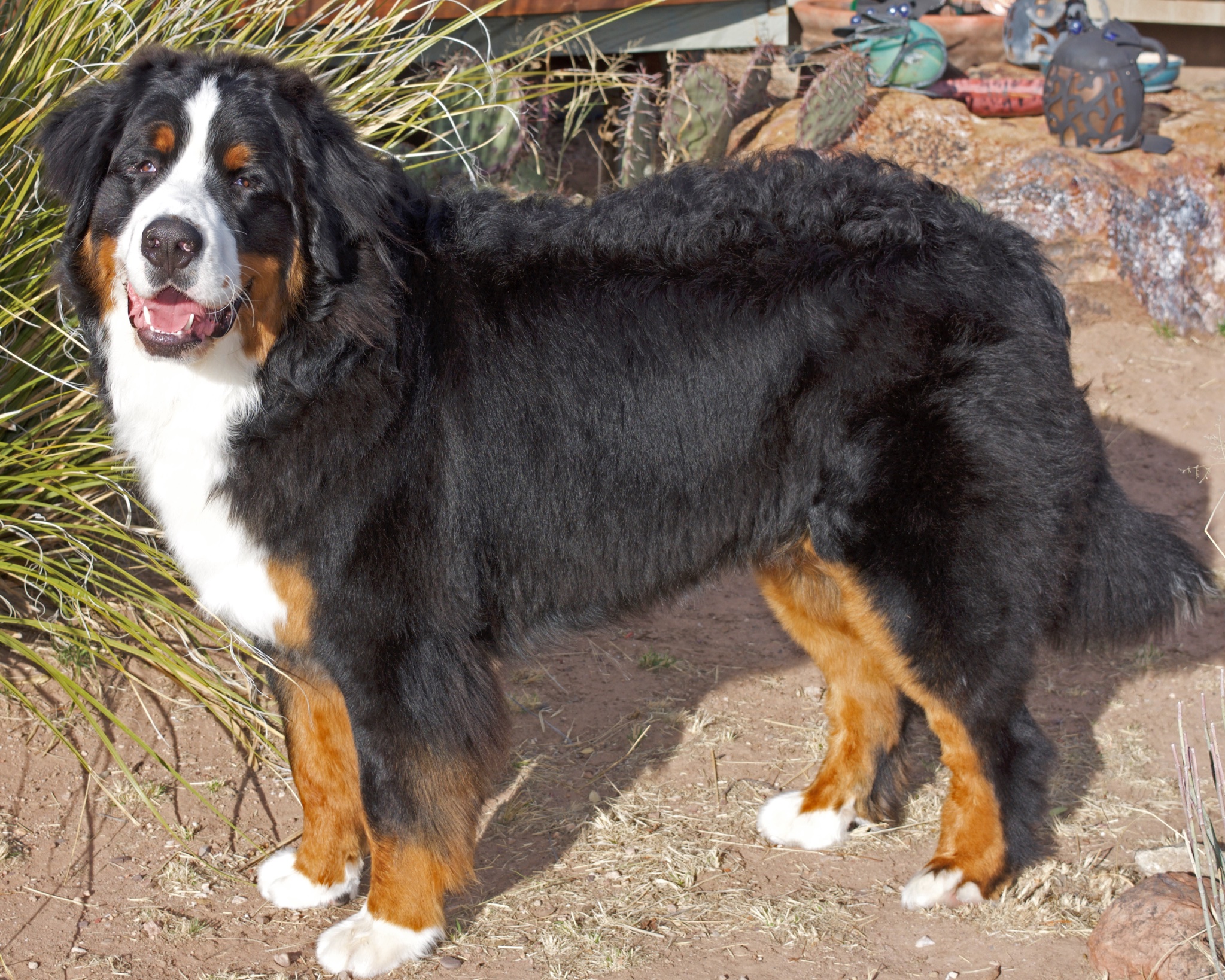 kiki bernese