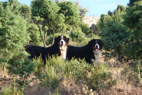 marlon and lupi in country bernese