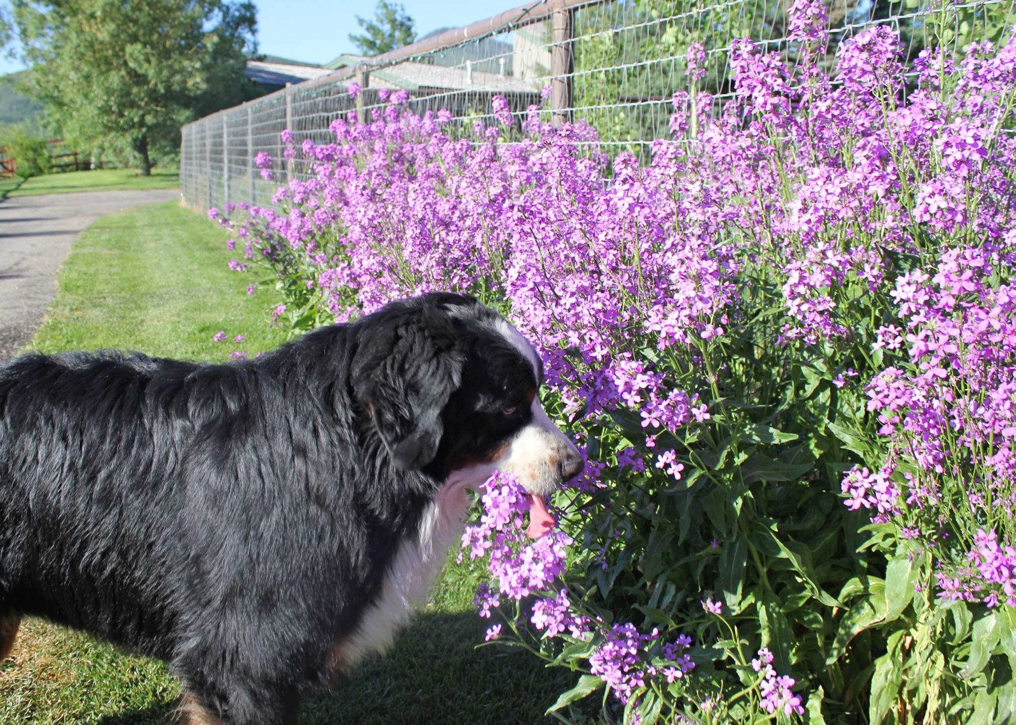 Sunny, a Bernese Mountain Dog at Powder Keg Farm with flowers