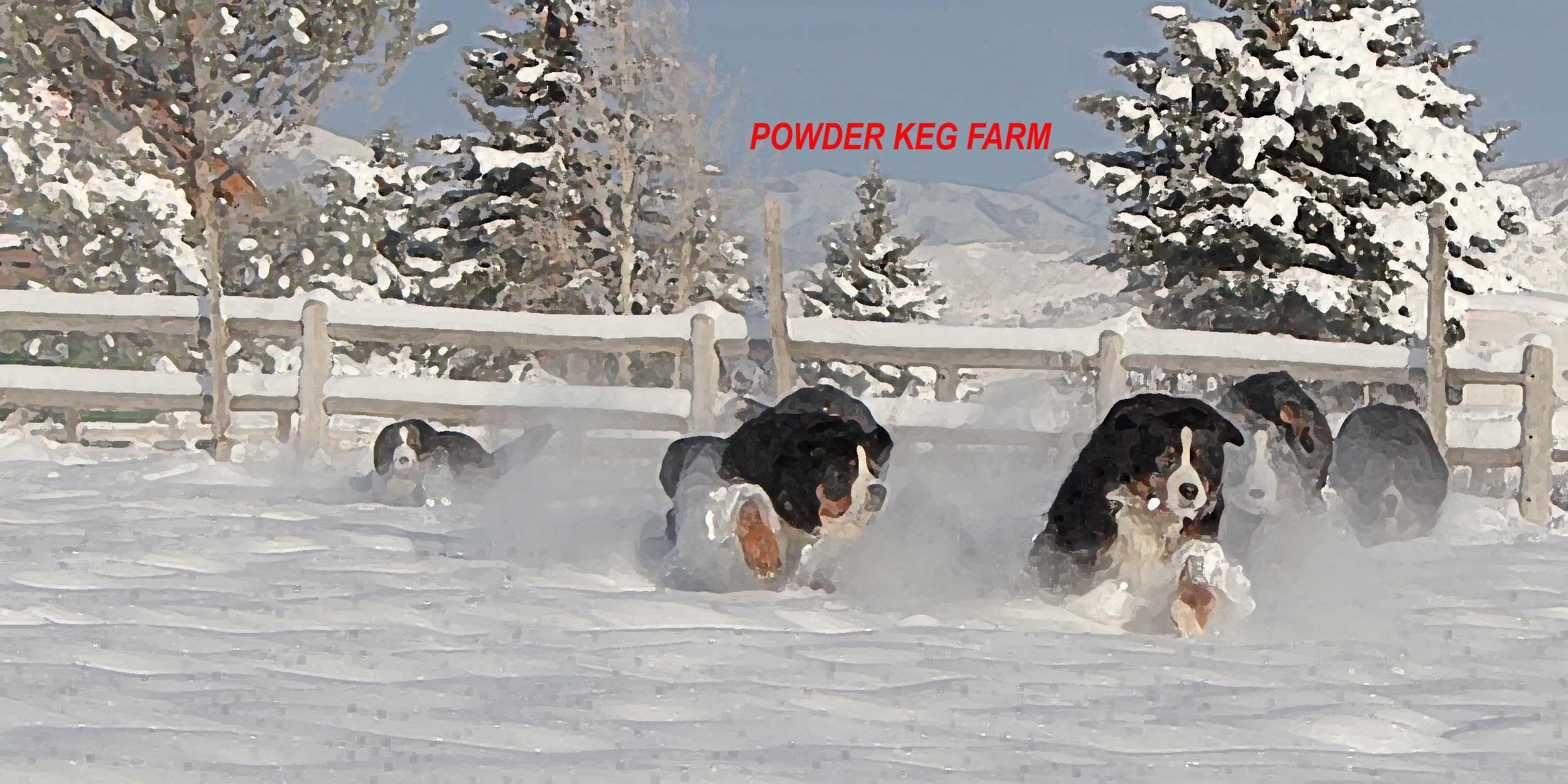 Home Page - Powder Keg Farm Bernese