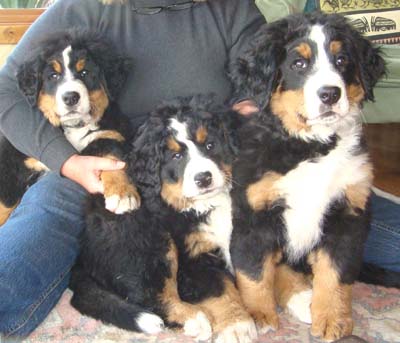 Bernese Puppies